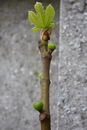 Ficus Carica